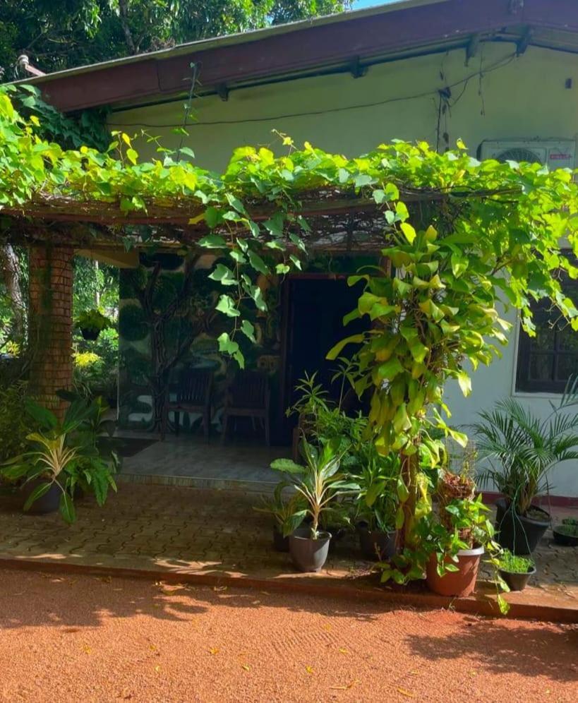 Olivia Homestay Anuradhapura Exterior foto