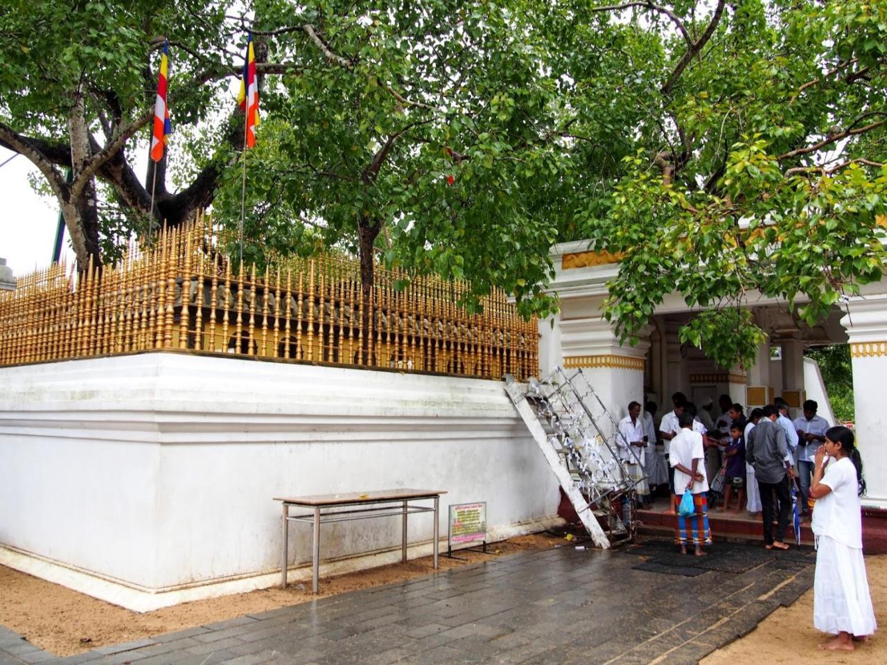 Olivia Homestay Anuradhapura Exterior foto
